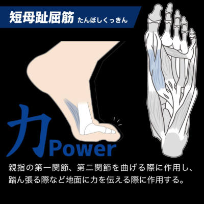 アクティバイタル 5本指ソックス Activital PRO5│アメフト用品専門店